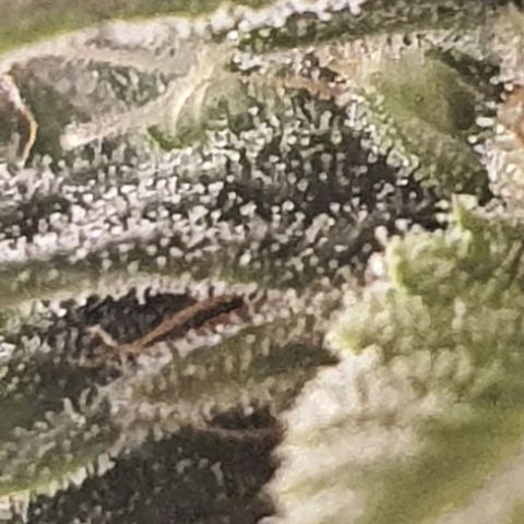 Cinderella 99  growlog timeline photo