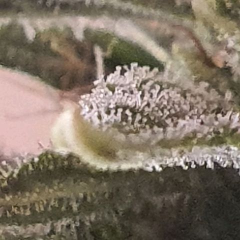 Cinderella 99  growlog timeline photo
