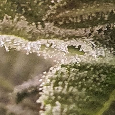 Cinderella 99  growlog timeline photo