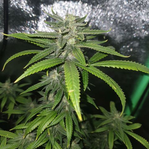 Cinderella 99  growlog timeline photo
