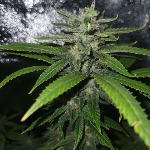 Cinderella 99  growlog timeline photo