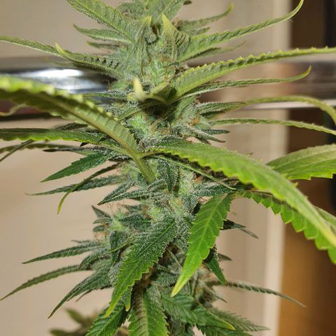 Cinderella 99  growlog timeline photo