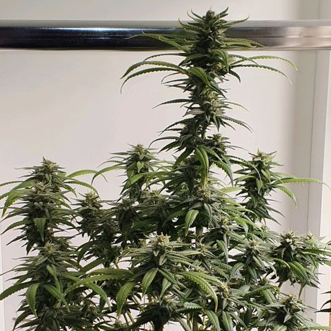Cinderella 99  growlog timeline photo