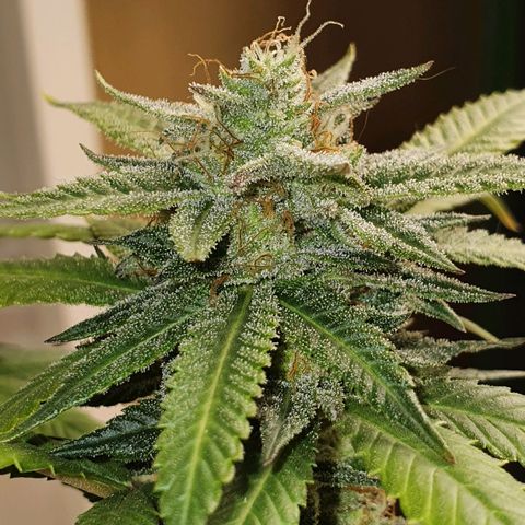 Cinderella 99  growlog timeline photo