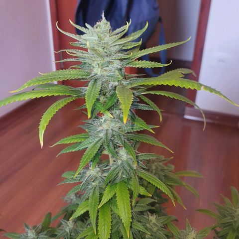 Cinderella 99  growlog timeline photo