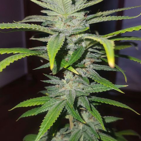 Cinderella 99  growlog timeline photo