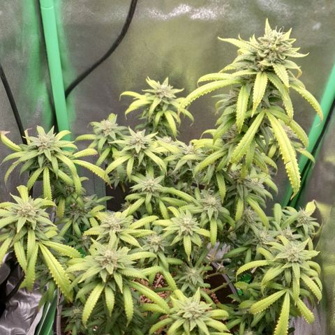Cinderella 99  growlog timeline photo