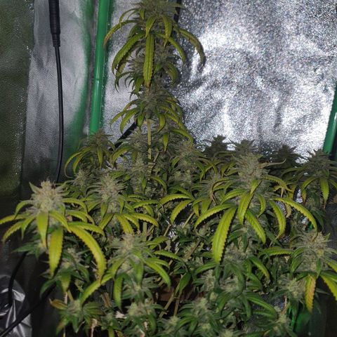 Cinderella 99  growlog timeline photo