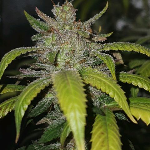 Cinderella 99  growlog timeline photo