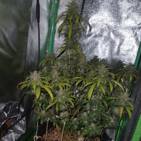 Cinderella 99  growlog timeline photo