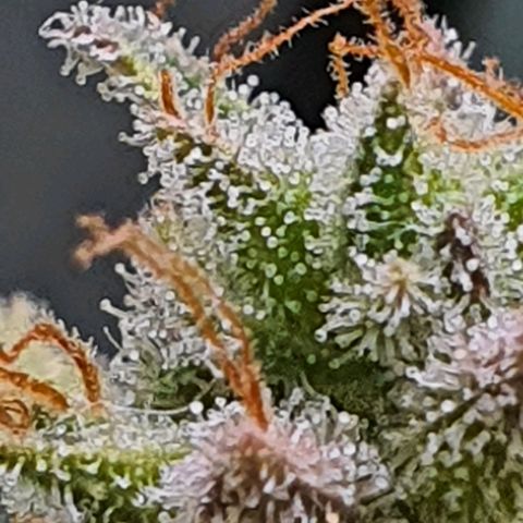 Cinderella 99  growlog timeline photo