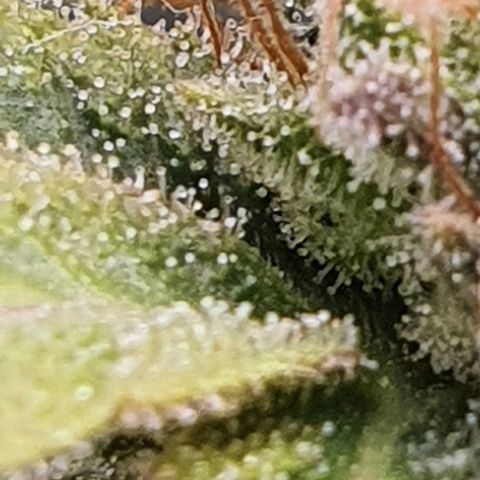 Cinderella 99  growlog timeline photo