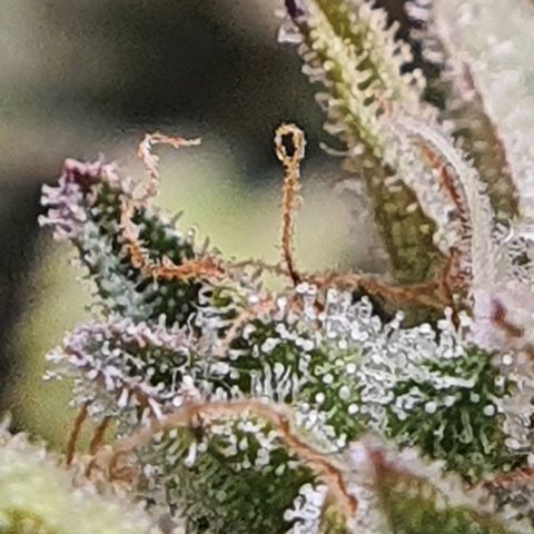 Cinderella 99  growlog timeline photo