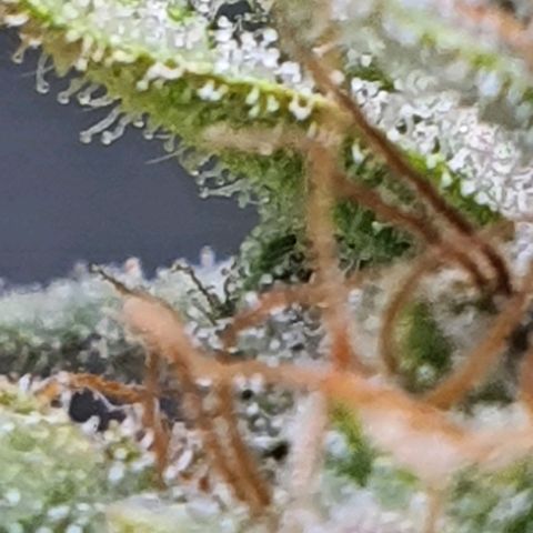 Cinderella 99  growlog timeline photo