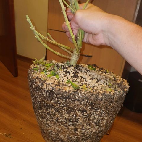 Cinderella 99  growlog timeline photo