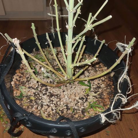 Cinderella 99  growlog timeline photo