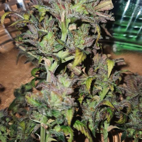 Cinderella 99  growlog timeline photo