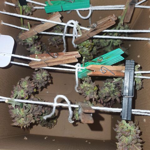 Cinderella 99  growlog timeline photo