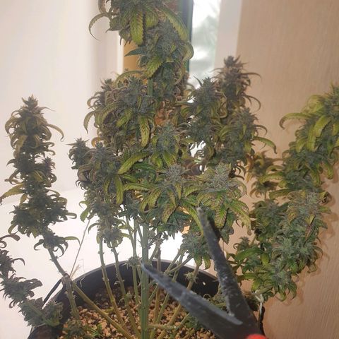 Cinderella 99  growlog timeline photo
