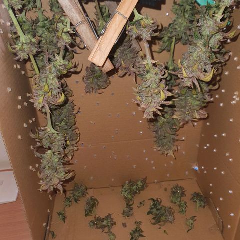 Cinderella 99  growlog timeline photo