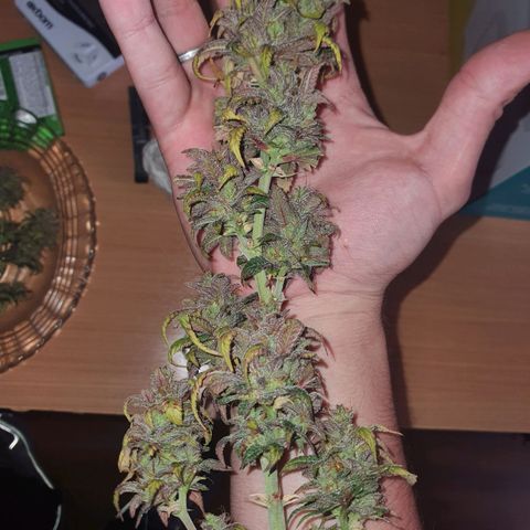 Cinderella 99  growlog timeline photo