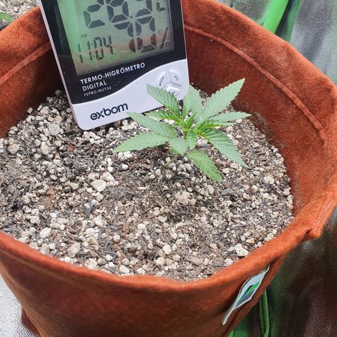 Honey gas  growlog timeline photo