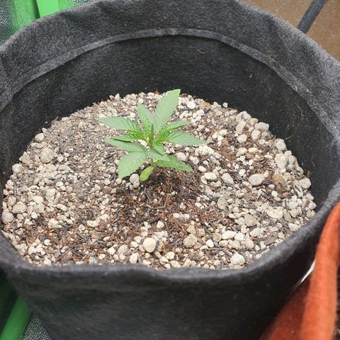 Honey gas  growlog timeline photo