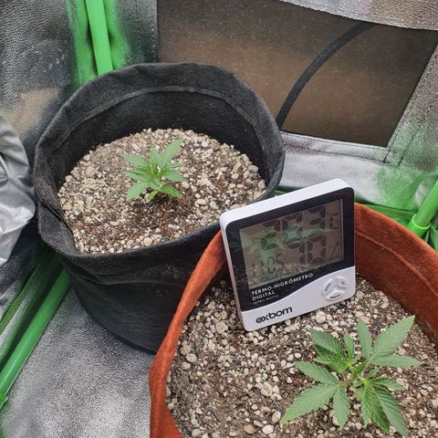 Honey gas  growlog timeline photo