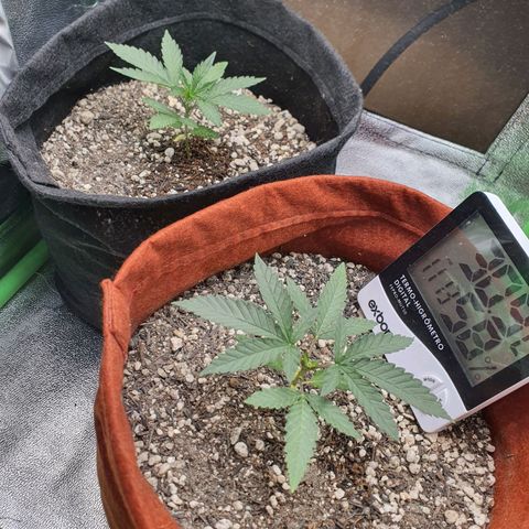 Honey gas  growlog timeline photo