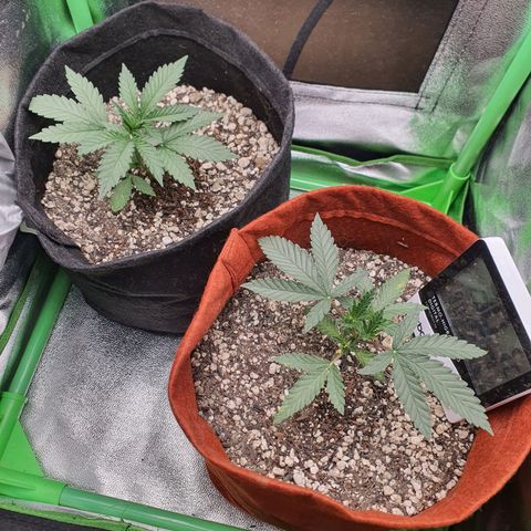 Honey gas  growlog timeline photo