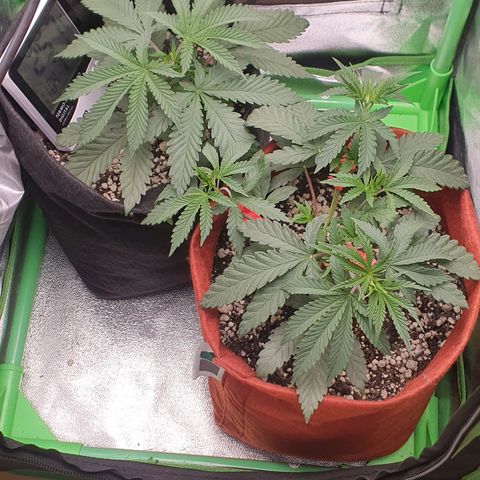 Honey gas  growlog timeline photo