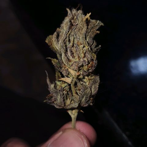 Cinderella 99  growlog timeline photo