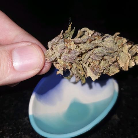 Cinderella 99  growlog timeline photo