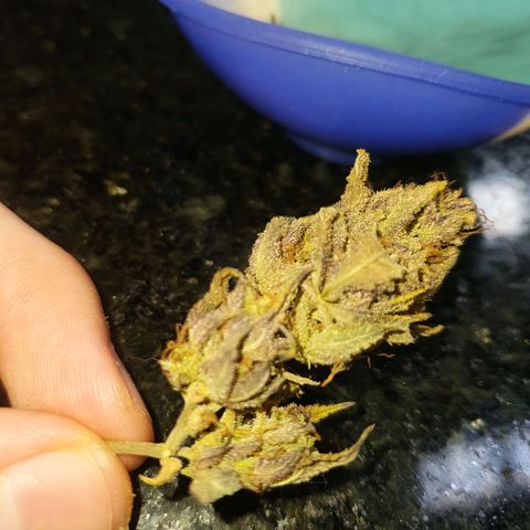 Cinderella 99  growlog timeline photo