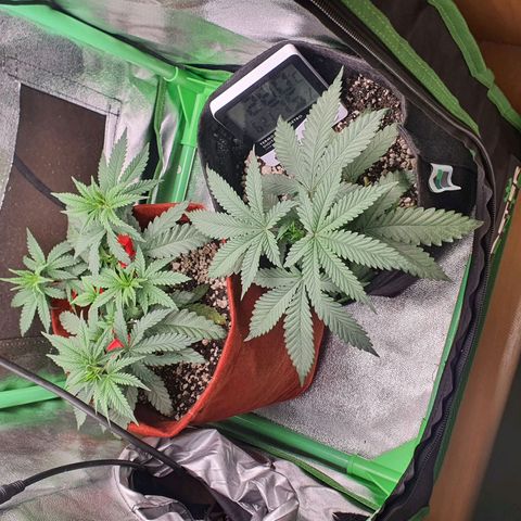 Honey gas  growlog timeline photo