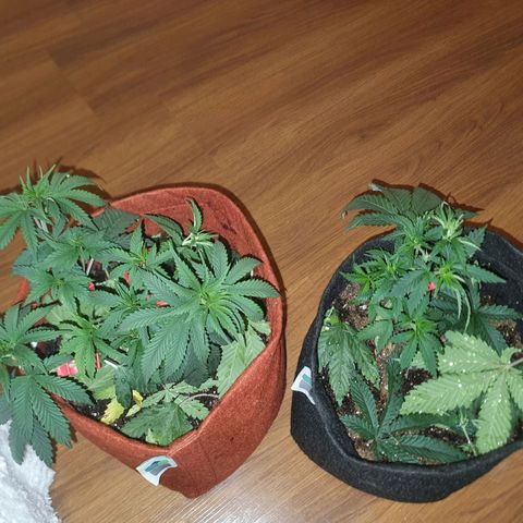 Honey gas  growlog timeline photo