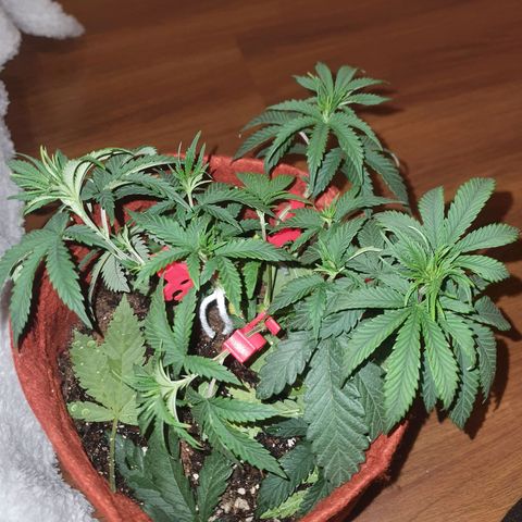 Honey gas  growlog timeline photo