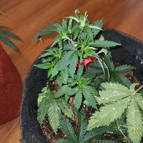 Honey gas  growlog timeline photo
