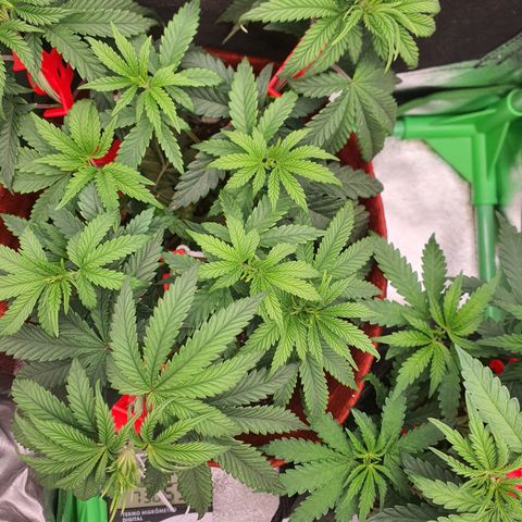Honey gas  growlog timeline photo
