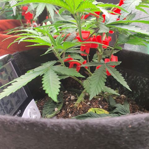 Honey gas  growlog timeline photo