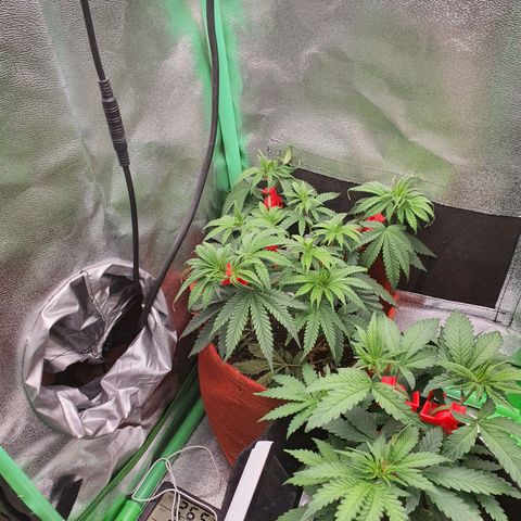Honey gas  growlog timeline photo