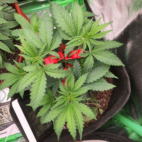 Honey gas  growlog timeline photo