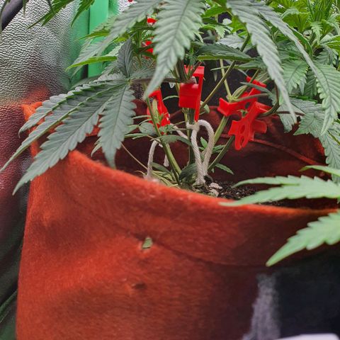 Honey gas  growlog timeline photo