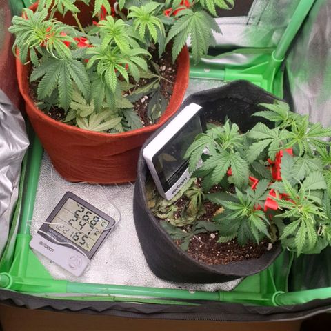 Honey gas  growlog timeline photo