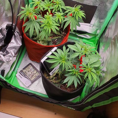 Honey gas  growlog timeline photo