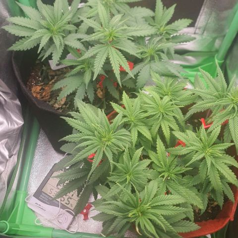 Honey gas  growlog timeline photo