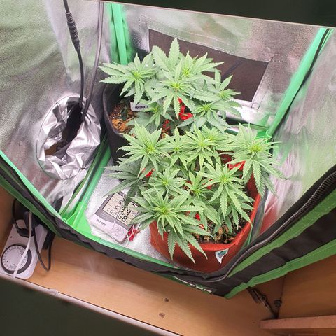 Honey gas  growlog timeline photo