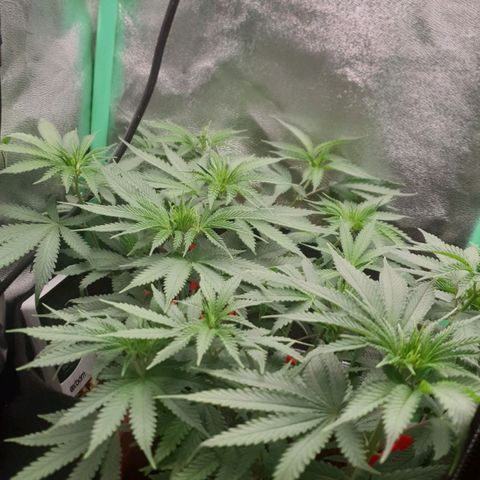Honey gas  growlog timeline photo