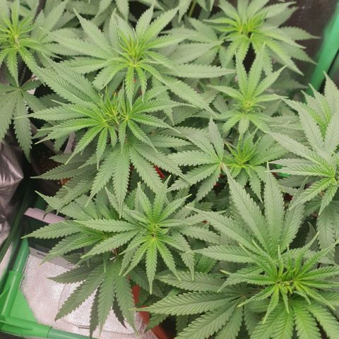 Honey gas  growlog timeline photo