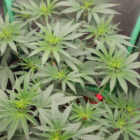 Honey gas  growlog timeline photo